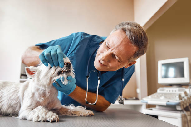 Best Same-Day Emergency Dental Services in Mcclure, PA